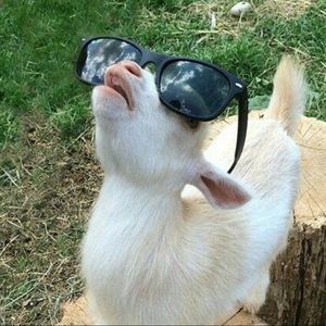 Meet your Posher, Jj